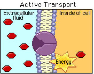 active transport animation