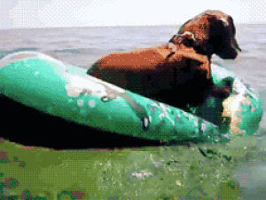 dachshund,dog,animals,morning tumblr,i want to be this dog right now,swimmy swimmy