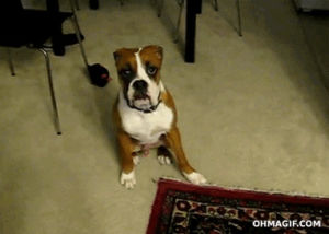 fart,animals,funny,reaction,dog,face,run,sound,expression,boxer,sit