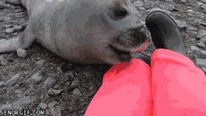 hang out,hanging out,clingy,seal