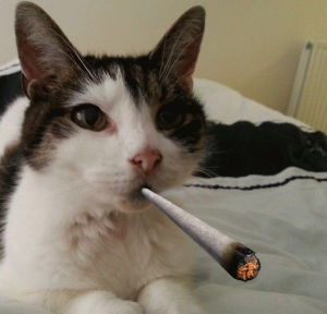 Гифка котик кот кошка гиф картинка, скачать анимированный gif на GIFER