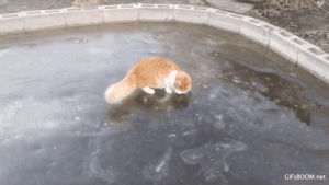 ice,cat,animals