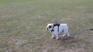 robot fail,dog,trying,steer