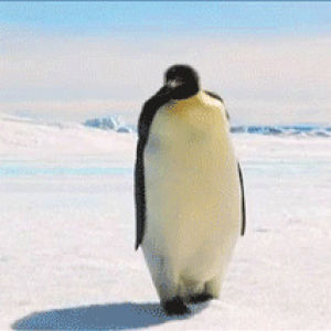 penguin,animal,snow,winter,antarctica,adorable
