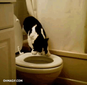 like a boss,cat,win,epic,human,mixed,toilet,peeing,flush