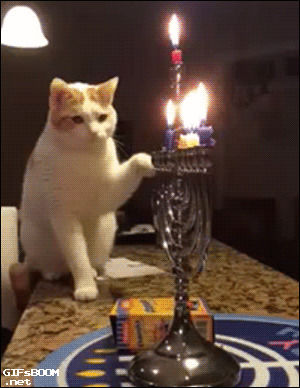 hanukkah,cat,candle,menorah,jewish