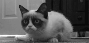 face,cat,black and white,animals,little,grumpy,grumpy cat