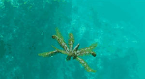 starfish,ocean,sea,swimming,creature,swim,plant,feather