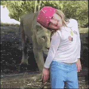 zoo,lion,girl,animals,scares