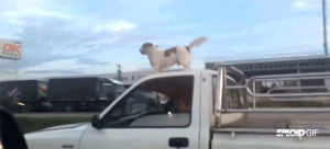 dog,wtf,crazy,dogs,russia,truck,speeding,cab