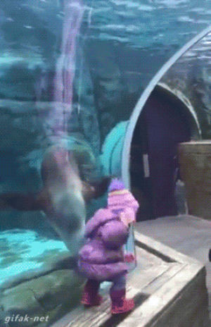 seal,child,chase,underwater observation tube