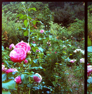 garden,rose