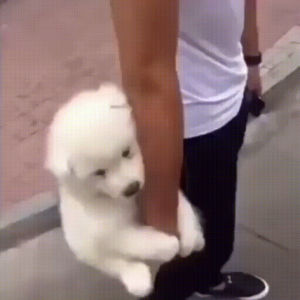 dog,clingy