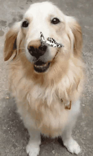 butterfly,dog