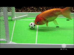 fish,soccer,sports,animals
