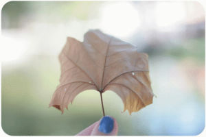 leaf,nature,beauty