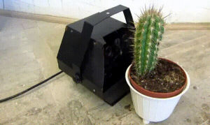 cactus,whoa,machine,plant,front
