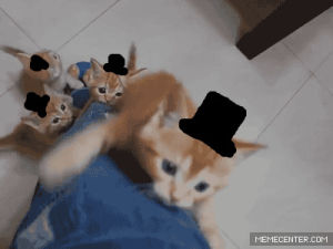 funny,cat,cute,fashion,kitten,kittens,hats