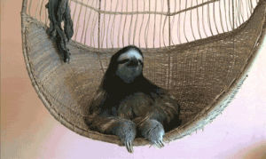 sloth,swing