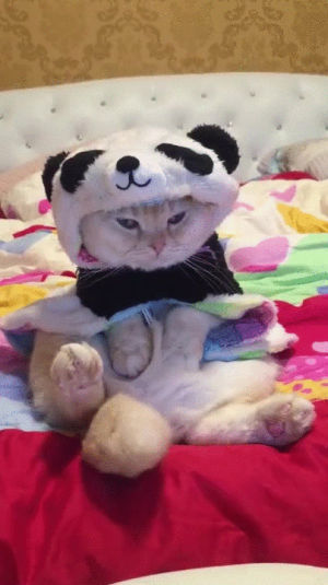cat,mrw,panda