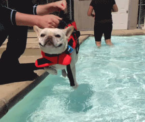 pool,dog,swimming,swimming pool