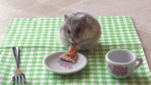 cute animal,pizza,adorable,hamster