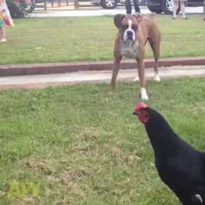chicken,animals being jerks
