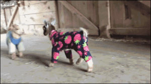 baby,goats,pajamas