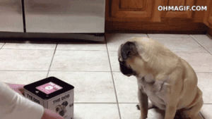 observe,funny,shocked,surprise,animals,cute,dog,pug,dog in a box