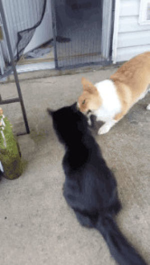 slap,cat,dog,animals