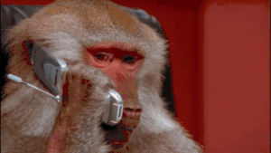 phone,office monkey,cell phone,baboon,memes,monkey,meme