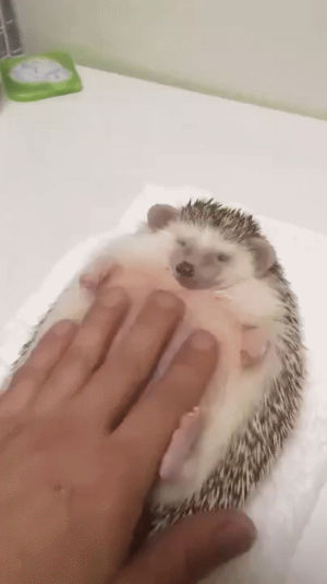 hedgehog,tummy,rubbed