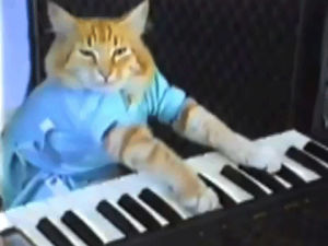 play,piano,keyboard cat