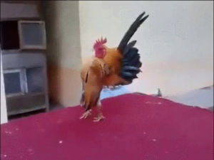 rooster,dominance