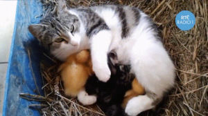 cat,mama,babies,duck