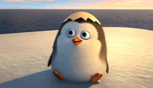 penguin,baby,madagascar,madagascar penguins,adorable,cute,private