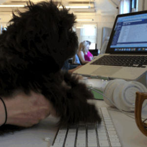 dog typing,dog,puppy,adorable,typing,cute dog,cute puppy,dog at work