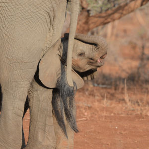 south africa,elephant,animals,photographers on tumblr,original photographers