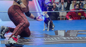 wrestler,dog,handshake,psych