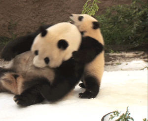 mom,fight,snow,funny,bear,wrestle,cute,lol,baby,play,panda,san diego zoo