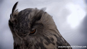 nature,birds,owls,feathers,predators,birds of prey,nature documentary,owl feathers
