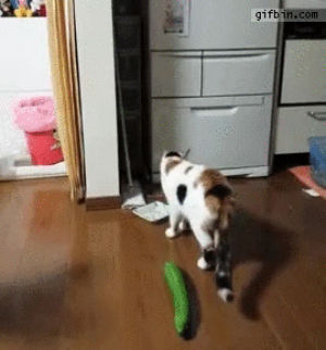 CATS Vs CUCUMBER PICKLE CATS FUNNY Cats Compilation try not to laugh on  Make a GIF