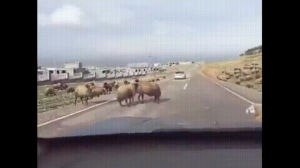fighting,road,sheep