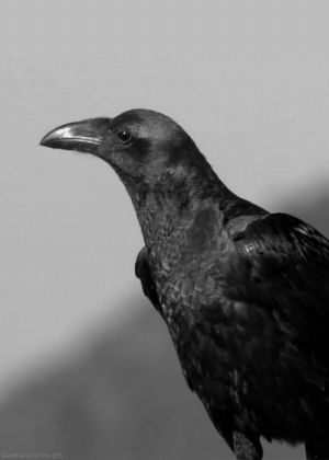 crow,raven,animals,black and white,one life