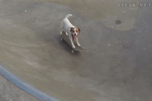 dog,skateboard