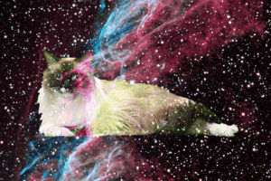 cats in space,cat,animals,space,animal,cat in space