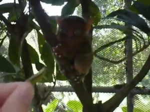 tarsier,hungry