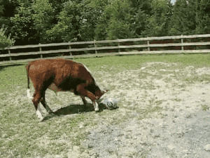 cow,soccer,ball
