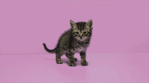 pink,cat,kitten,cat video,strawberryshake,kitten in pink