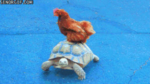 how you doin,animals,chicken,moving,sitting,tortoise,animal friendship